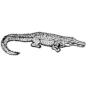 Alligator